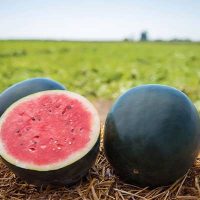 Gilda-watermelon-varieties (1)