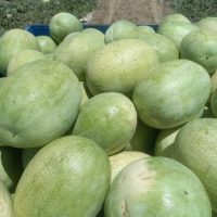 Gilda-watermelon-varieties (1)