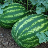 Gilda-watermelon-varieties (2)